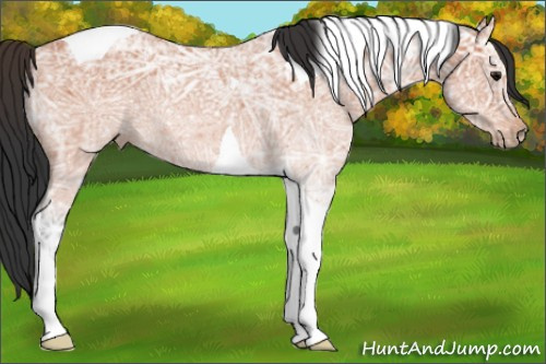 Horse Color:Bay Ice Tobiano 