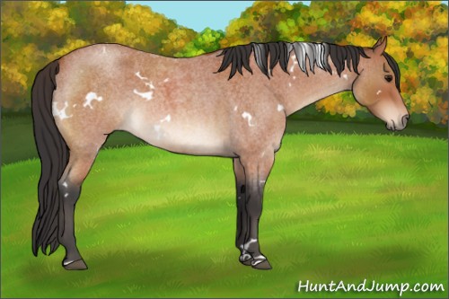 Horse Color:White Spotted Bay Roan 
