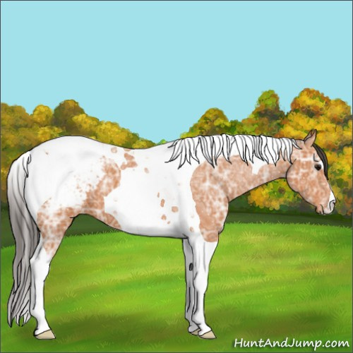 Horse Color:Bay Ice Tobiano Appaloosa 