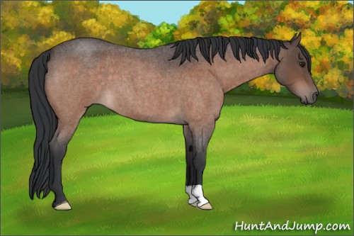 Horse Color:Brown Roan 