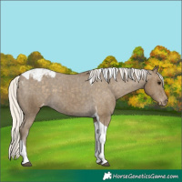 Horse Color:Silver Smoky Black Tobiano Appaloosa 