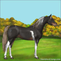 Horse Color:Liver Chestnut Tobiano 