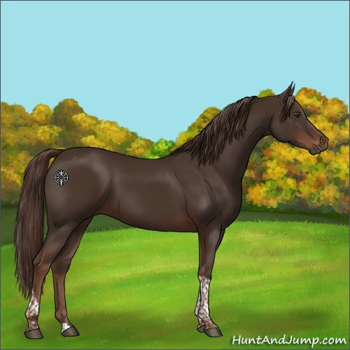 Horse Color:Liver Chestnut Tobiano