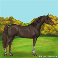 Horse Color:Liver Chestnut Tobiano 