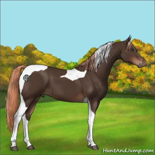 Horse Color:Liver Chestnut Tobiano 