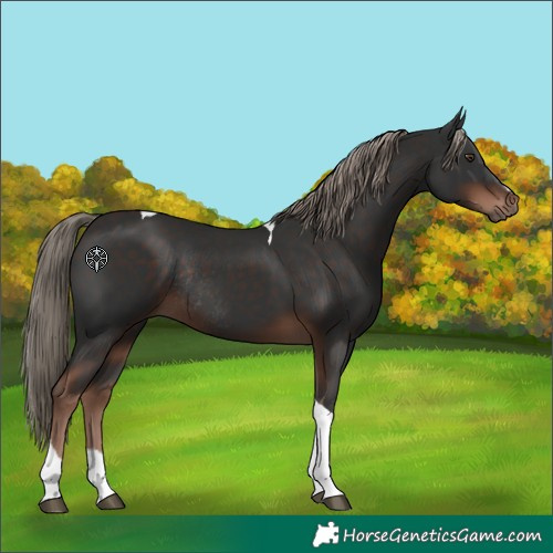 Horse Color:Liver Chestnut Tobiano Rabicano 