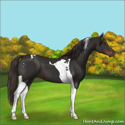 Horse Color:Liver Chestnut Tobiano 