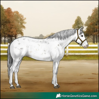 Horse Color:Buckskin Sabino 