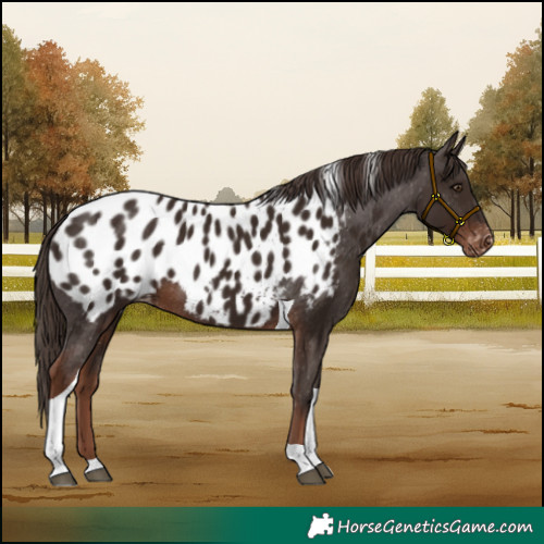 Horse Color:Liver Chestnut Tobiano Blanket