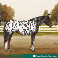 Horse Color:Liver Chestnut Tobiano Appaloosa 