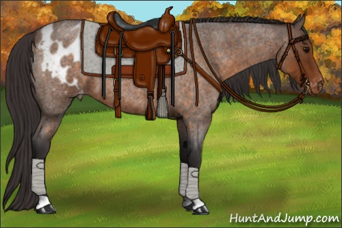 Horse Color:Buckskin Roan Appaloosa 
