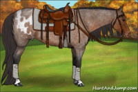 Horse Color:Buckskin Roan Appaloosa 