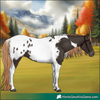 Horse Color:Liver Chestnut Tobiano Appaloosa 