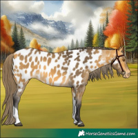 Horse Color:Buckskin Tobiano Appaloosa 