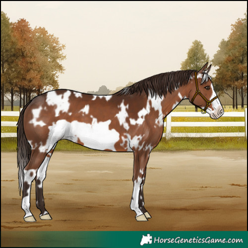 Horse Color:White Spotted Liver Chestnut Frame 