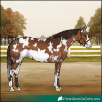 Horse Color:White Spotted Liver Chestnut Frame