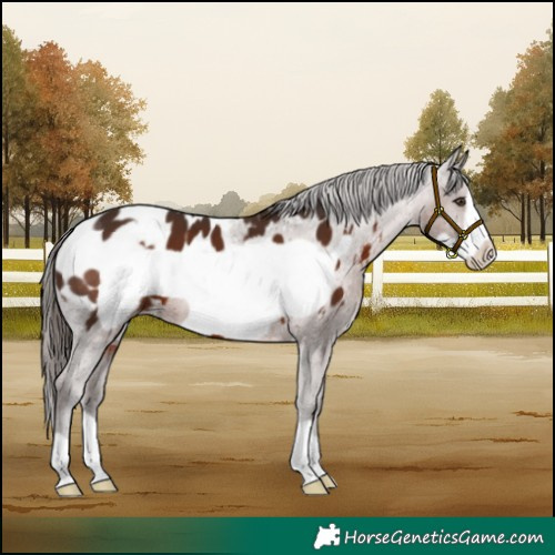 Horse Color:Liver Chestnut Frame Appaloosa 
