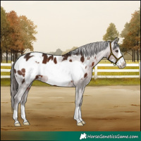 Horse Color:Liver Chestnut Frame Appaloosa 