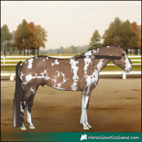 Horse Color:White Spotted Liver Red Dun Sabino 