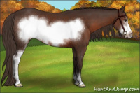 Horse Color:Liver Chestnut Sabino Frame 