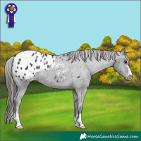 Horse Color:Black Appaloosa 