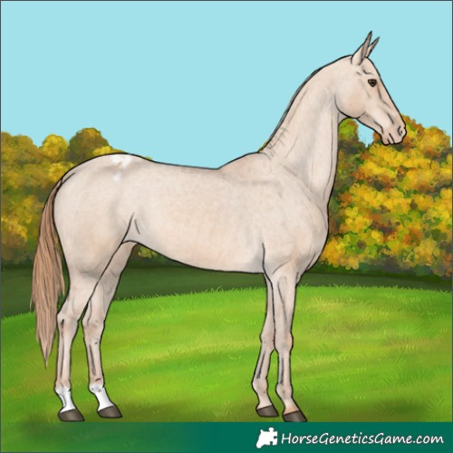 Horse Color:Red Dun Appaloosa 
