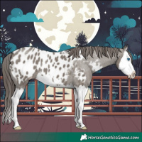 Horse Color:Grullo Splash Appaloosa 