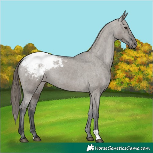Horse Color:Grullo Appaloosa 