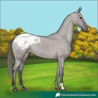 Horse Color:Grullo Varnish 