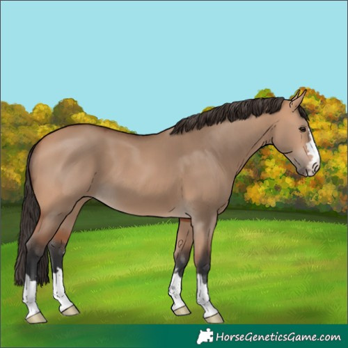 Horse Color:Bay Dun 