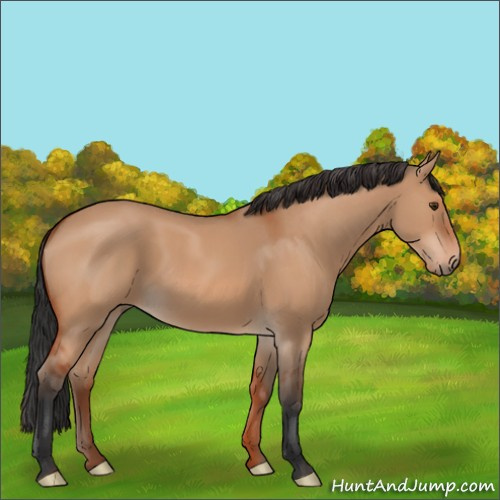 Horse Color:Bay Dun 