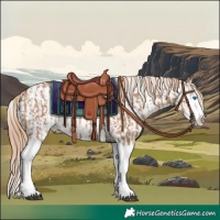 Horse Color:Red Dun Splash  and White Spotted Red Dun Splash 