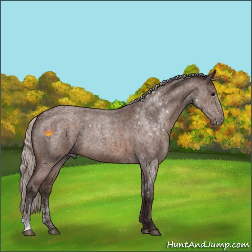 Horse Color:Silver Brown Roan 