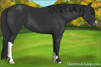 Horse Color:Black Varnish 