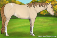 Horse Color:Red Dun Appaloosa 