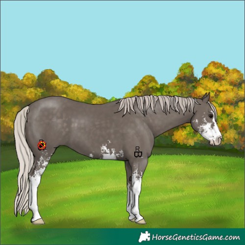 Horse Color:Silver Black Sabino