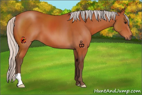 Horse Color:Silver Bay 