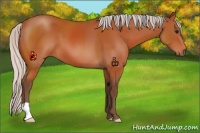 Horse Color:Silver Bay 