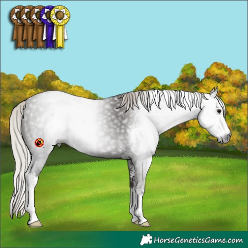 Horse Color:Gray Silver Black Sabino 