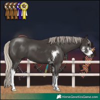 Horse Color:Gray Silver Black Sabino 