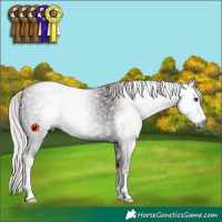 Horse Color:Gray Silver Black Sabino