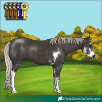 Horse Color:Gray Silver Black Sabino 