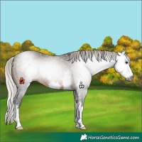 Horse Color:Gray Silver Brown Sabino