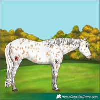 Horse Color:Silver Buckskin Appaloosa 