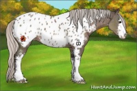 Horse Color:Silver Black Sabino Appaloosa 