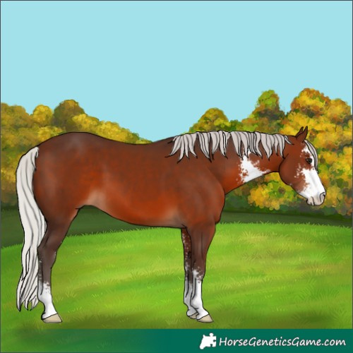 Horse Color:Silver Brown Sabino 
