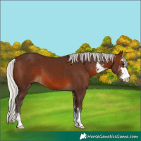 Horse Color:Silver Brown Sabino