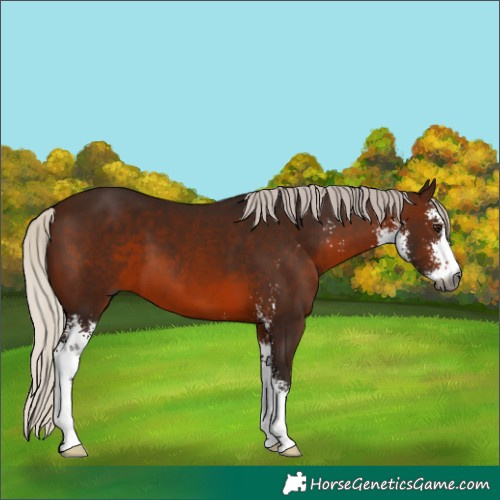 Horse Color:Gray Silver Brown Sabino