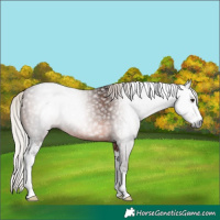 Horse Color:Gray Silver Brown Sabino 