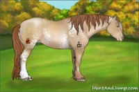 Horse Color:White Spotted Smoky Black Pearl 